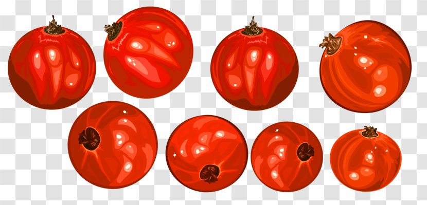 Gratis Clip Art - Potato And Tomato Genus - Eight Pomegranate Transparent PNG