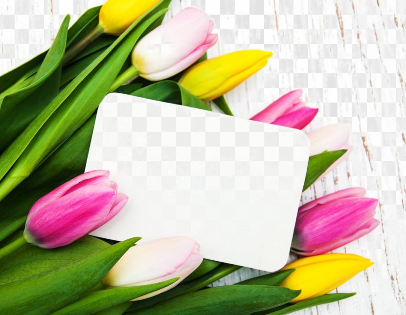 Tulip Flower - Plant - Beautiful Tulips And A Card Transparent PNG
