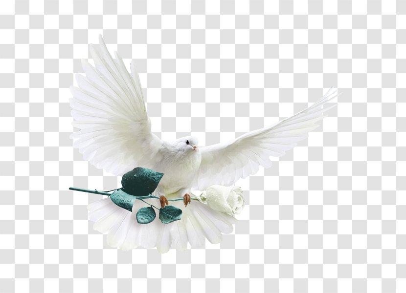 Rock Dove Columbidae White-headed Pigeon Die Silberne Taube Garden Roses Transparent PNG
