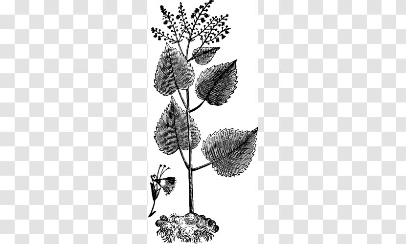 Twig Baptisia Tinctoria Flowering Plant /m/02csf - Black And White - Herbs Drawing Transparent PNG
