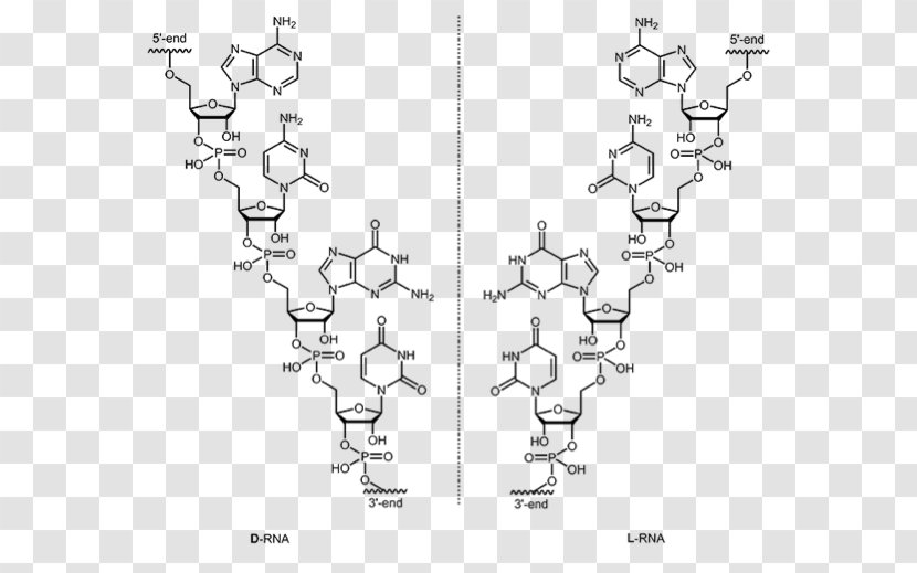 DNA L-Ribonucleic Acid Aptamer RNA - Oligonucleotide - Diagram Transparent PNG