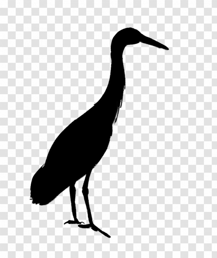 Stork Water Bird Ibis Beak - Neck - Cranelike Transparent PNG