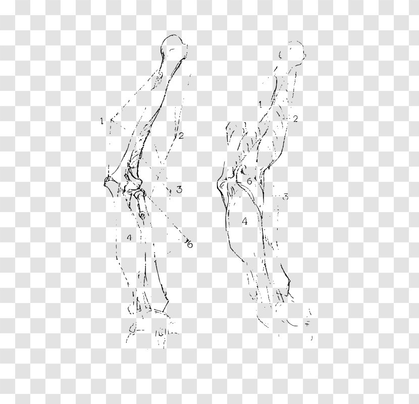 Constructive Anatomy Drawing Mammal Clip Art - Tree - Heart Transparent PNG