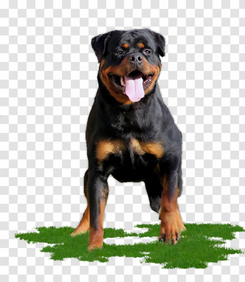 Cartoon Dog - Puppy - Sporting Group Giant Breed Transparent PNG