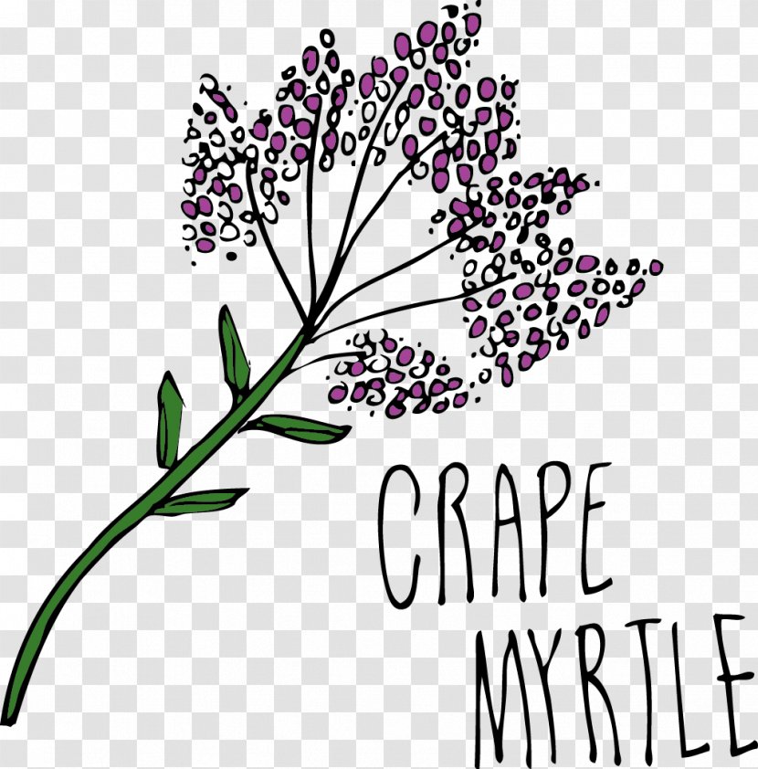 Cut Flowers Drawing Lettering - Plant Stem - Branch Transparent PNG