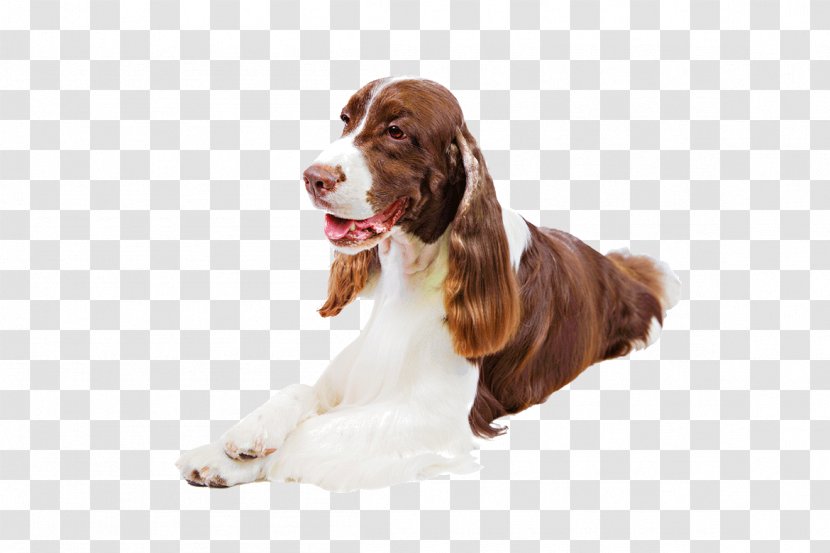 Welsh Springer Spaniel English Field Sussex Cocker - Puppy - Animal Show Transparent PNG