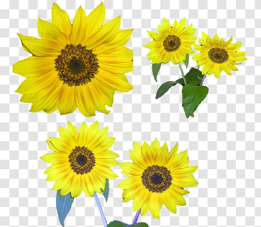 Common Sunflower Clip Art - Daisy Family Transparent PNG