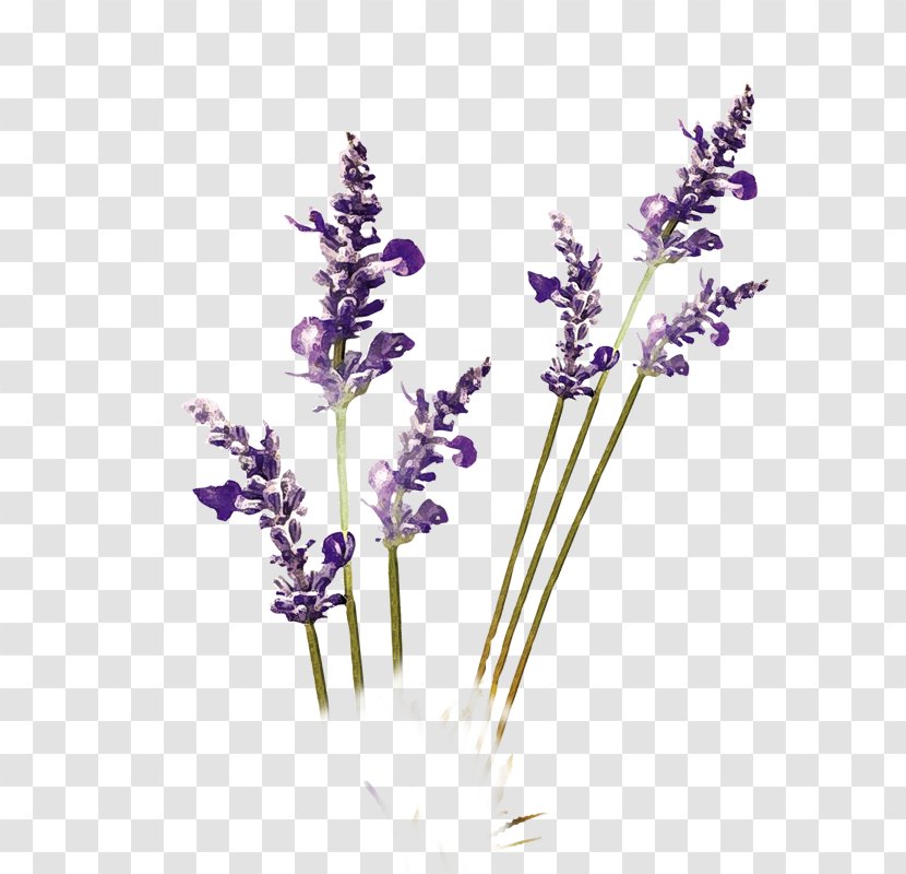 Purple Lavender - Aloe Vera - English Transparent PNG