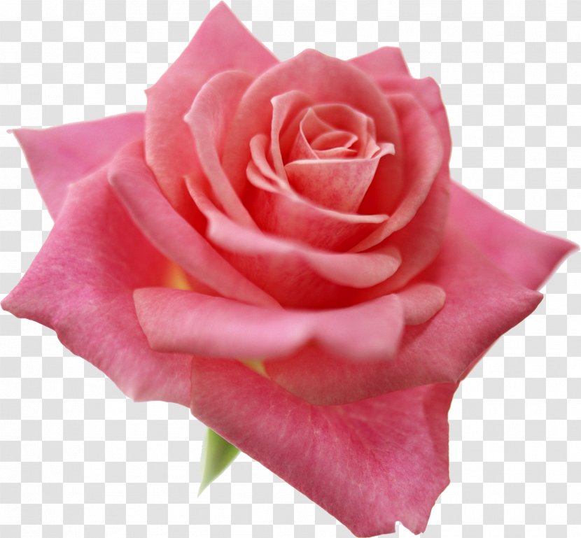 Light Best Roses Beach Rose Pink Desktop Wallpaper - Family Transparent PNG