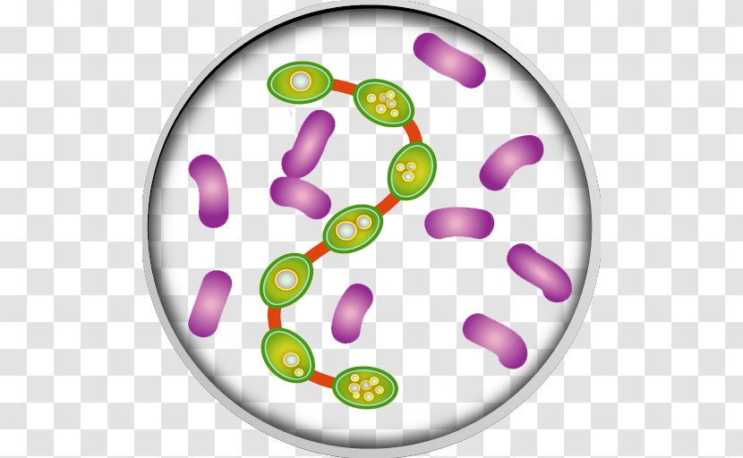 Bacteria Infection Medicine Clip Art - Purple - Vector Transparent PNG