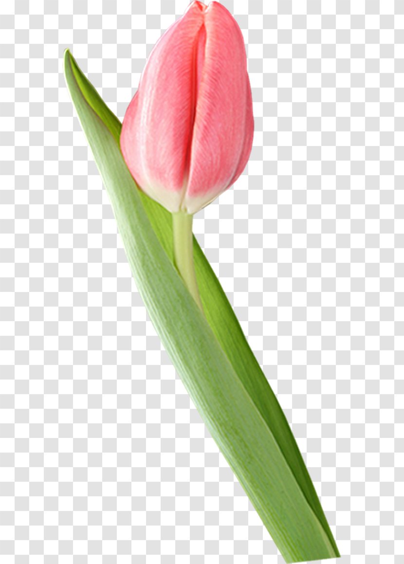 Tulip Blog - Plant Transparent PNG