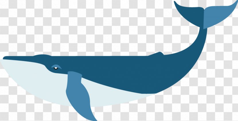 Dolphin Porpoise Beak Bird Clip Art - Mammal Transparent PNG