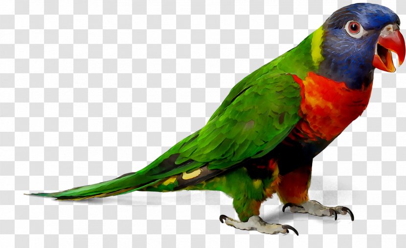 Parrot Budgerigar Desktop Wallpaper Image - Parrots Of New Guinea Transparent PNG