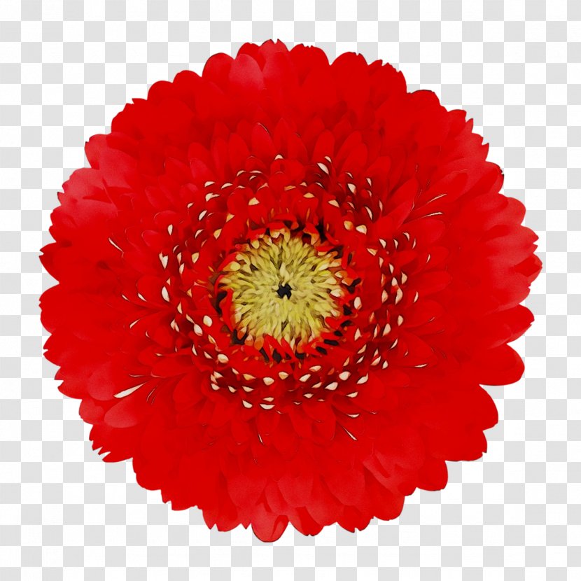 Clip Art Transvaal Daisy Red Openclipart - Pollen - Plant Transparent PNG