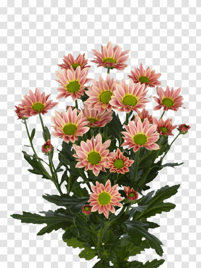 Chrysanthemum Cut Flowers Limonium Royal Van Zanten Floral Design - Daisy Transparent PNG