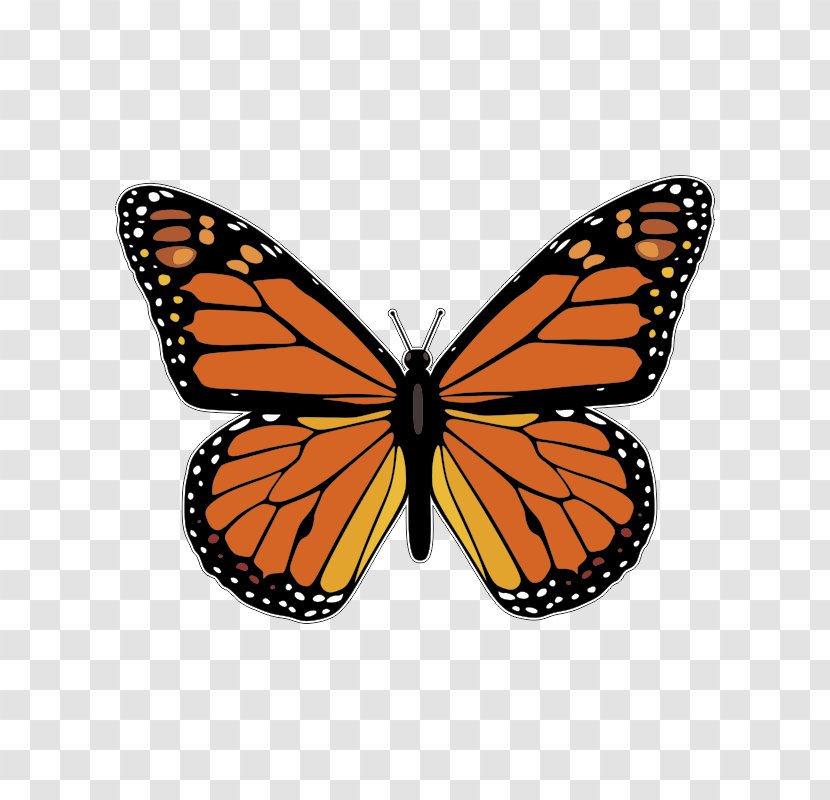 Monarch Butterfly Pieridae Royalty-free Brush-footed Butterflies Stock Illustration - Royaltyfree - Buterflys Infographic Transparent PNG