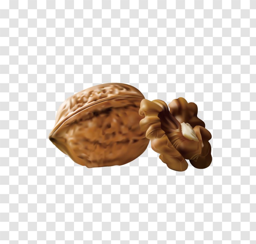 Walnut Euclidean Vector - Tree Nuts - Attractive Transparent PNG