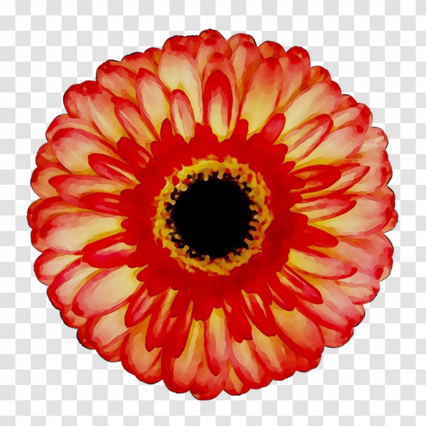 Transvaal Daisy Chrysanthemum Cut Flowers - Artificial Flower - Petal Transparent PNG