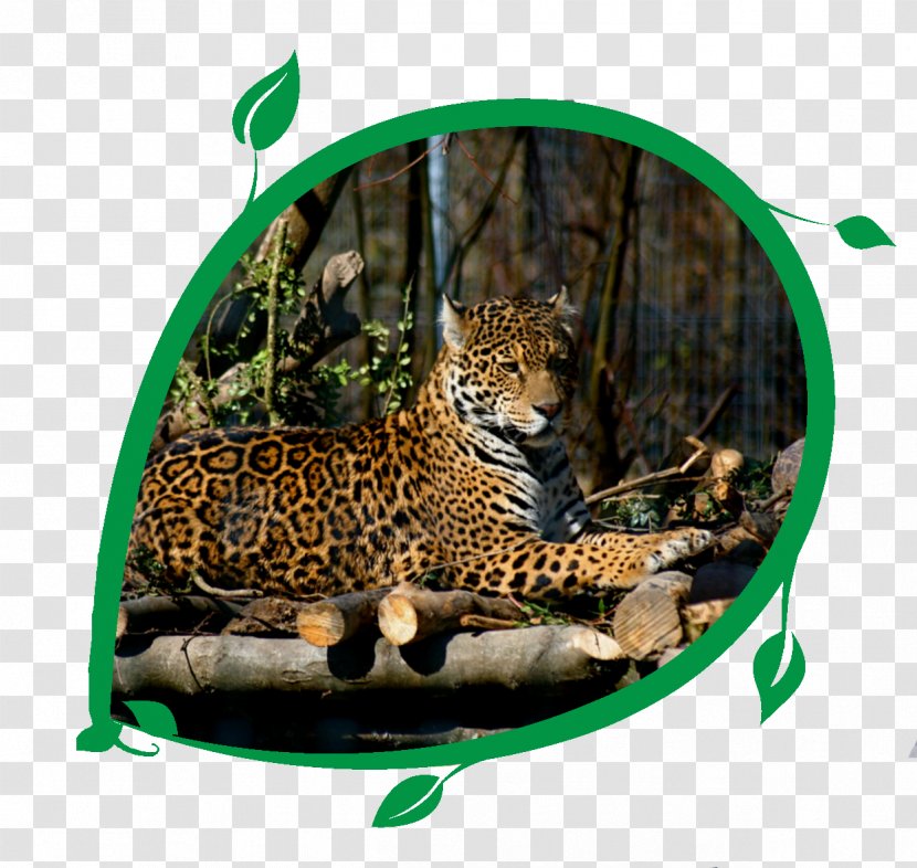 Jaguar Cars Leopard Felidae Cat - Wildcat Transparent PNG