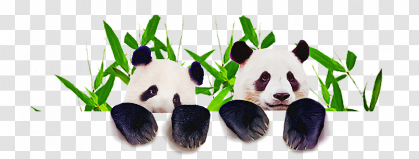 Panda Transparent PNG