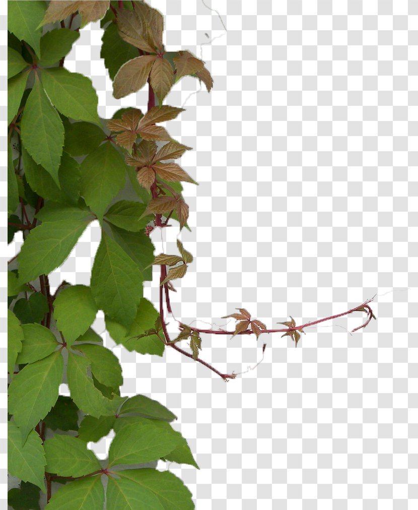 Parthenocissus Tricuspidata Plant Green Wall Ivy - Gratis - Tiger Transparent PNG