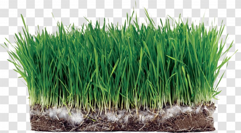 Sod Lawn Kentucky Bluegrass Seed Sowing - Grass - Root Transparent PNG