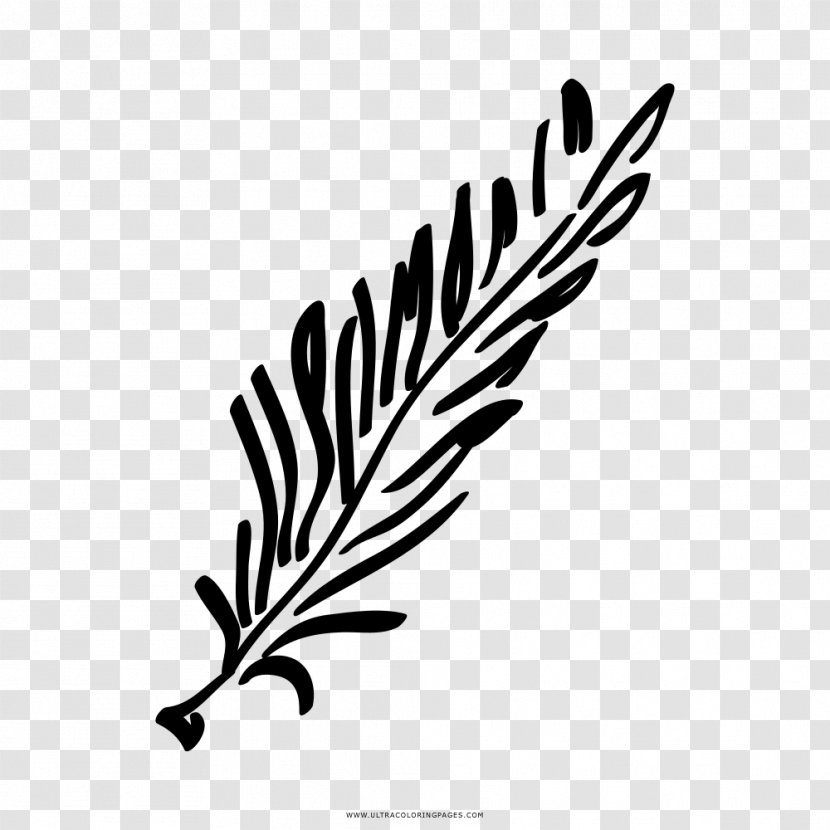 Rosemary Drawing Painting - Black And White Transparent PNG