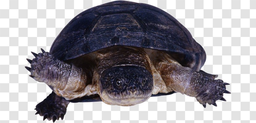 Common Snapping Turtle Reptile Tortoise - Sea Transparent PNG