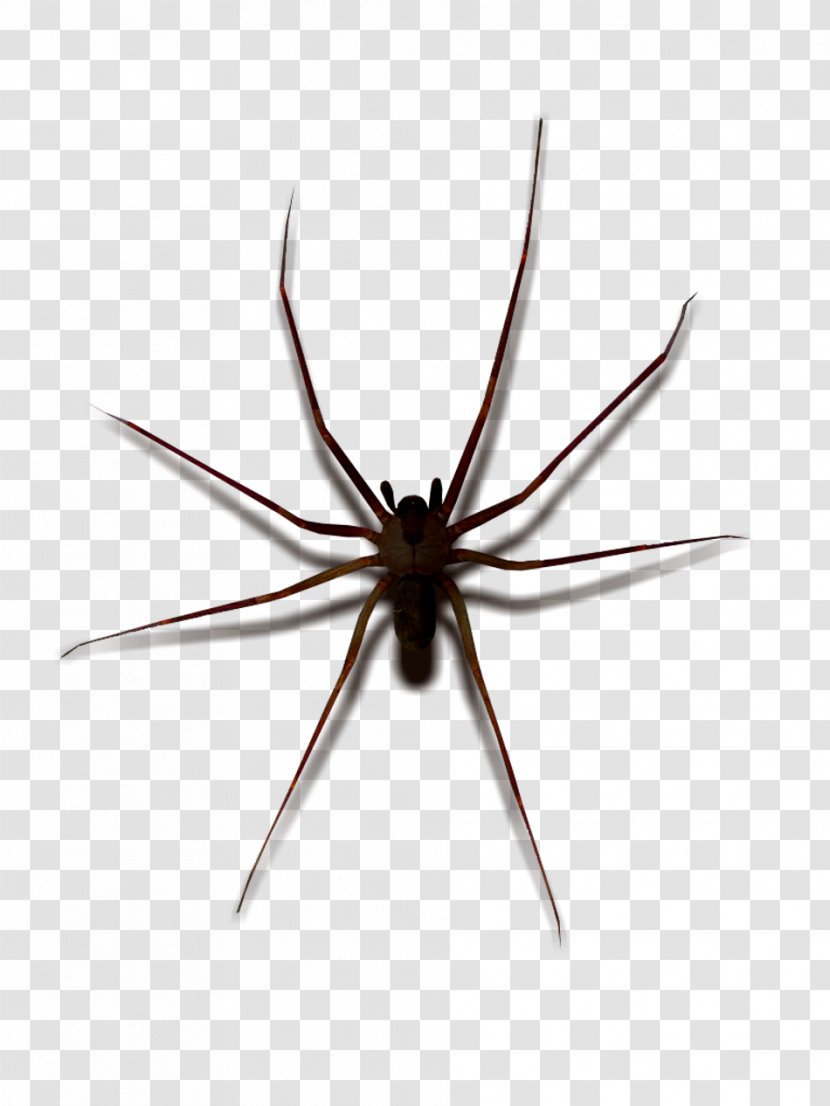 Widow Spiders STX G.1800E.J.M.V.U.NR YN May Wolf Spider - Invertebrate Transparent PNG