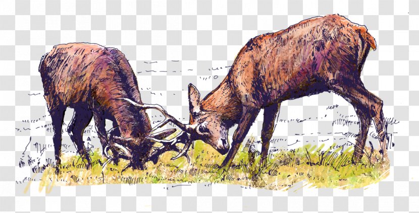 Elk Bison Bonasus Red Deer Antelope Transparent PNG