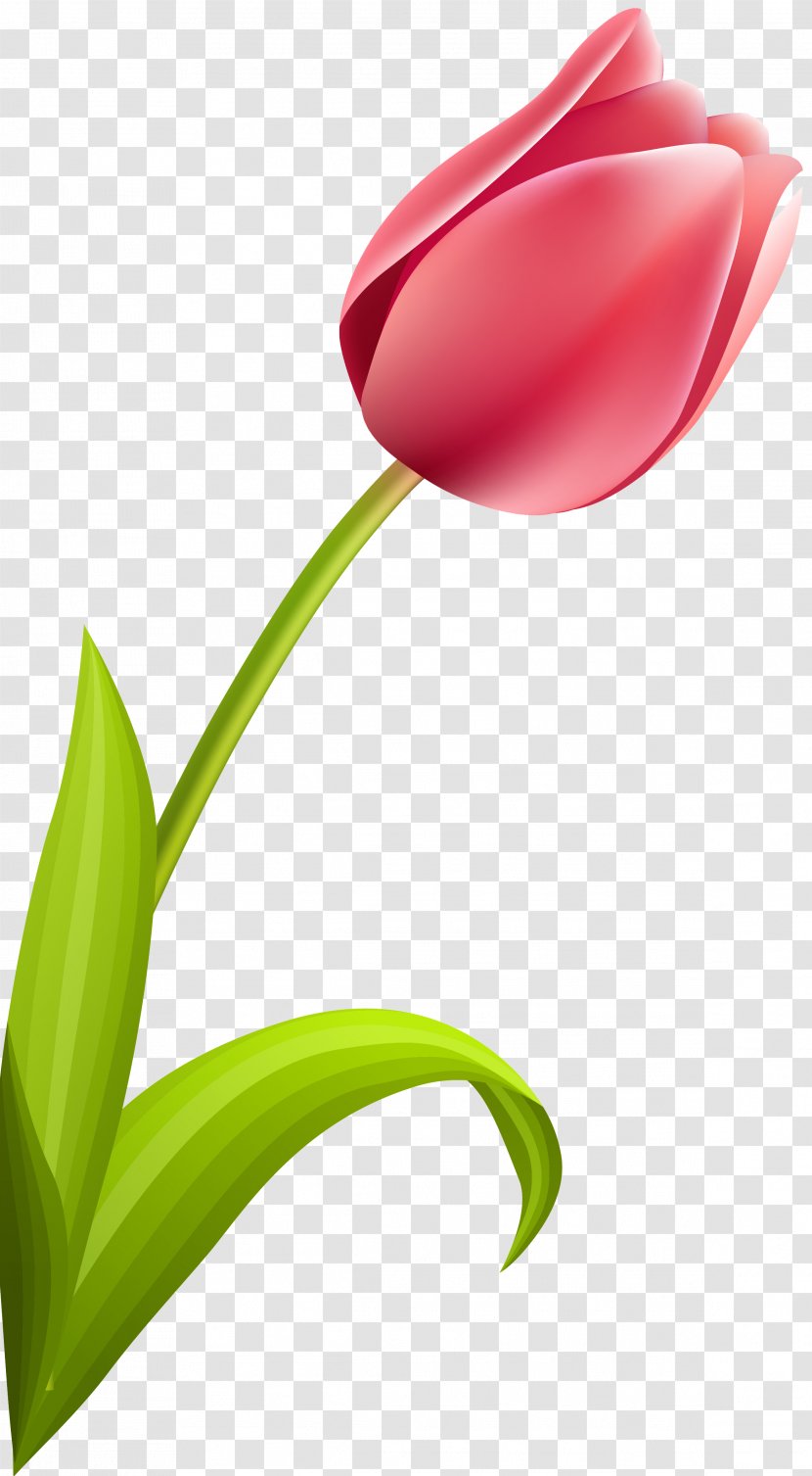 Flowering Plant Tulip Petal Stem - Seed Plants Transparent PNG