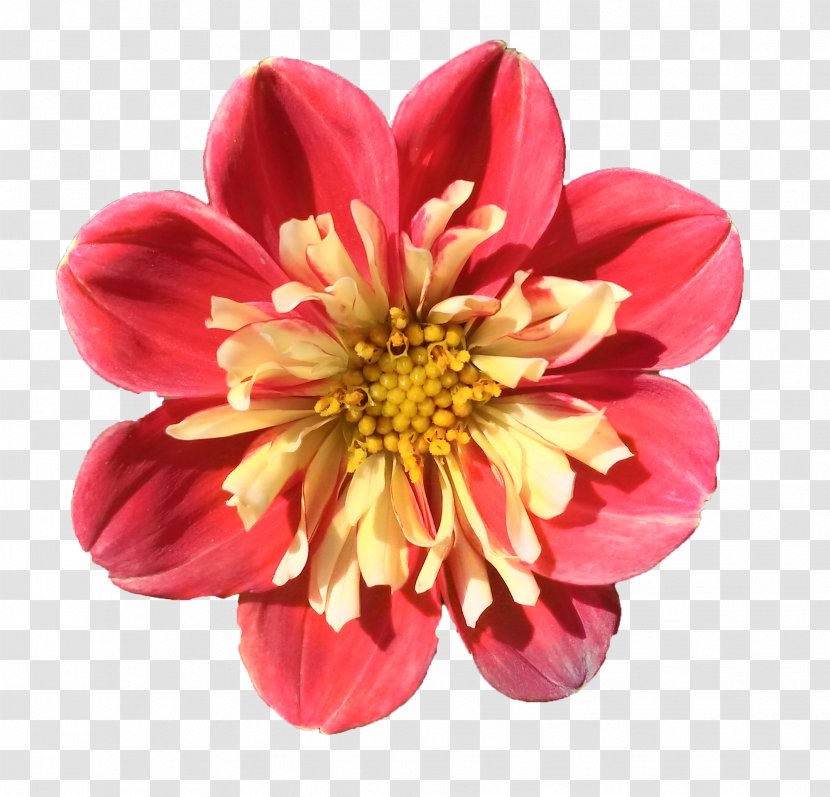 Dahlia Cut Flowers Chrysanthemum Magenta Petal - Annual Plant Transparent PNG