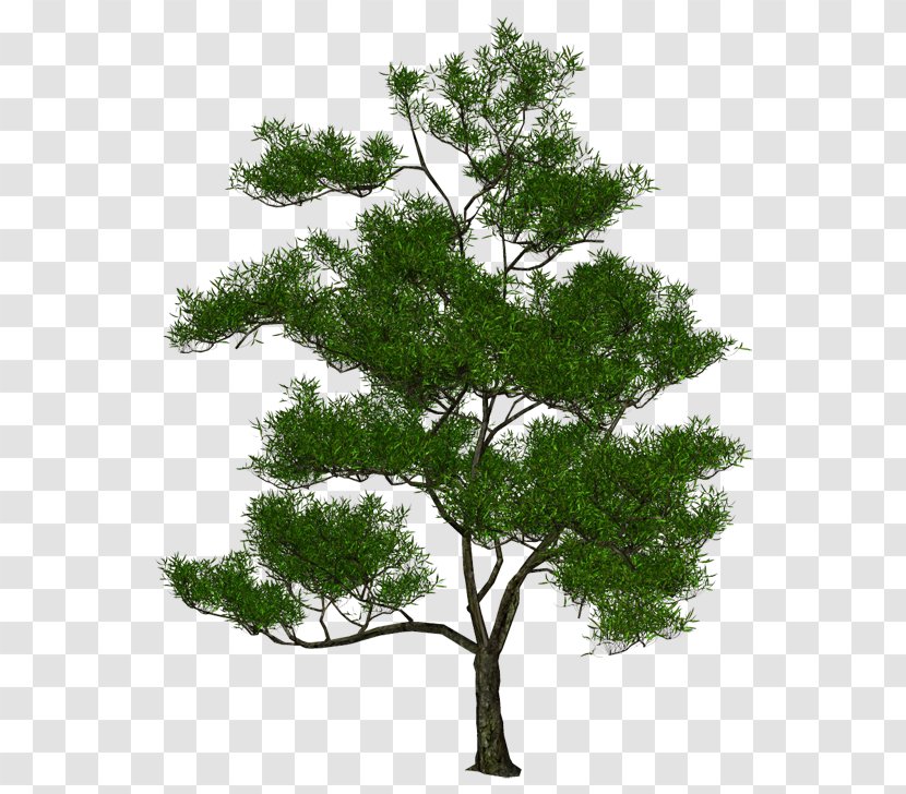 Tree 3D Computer Graphics Stock Photography Natural Environment - Poster - Most Transparent PNG