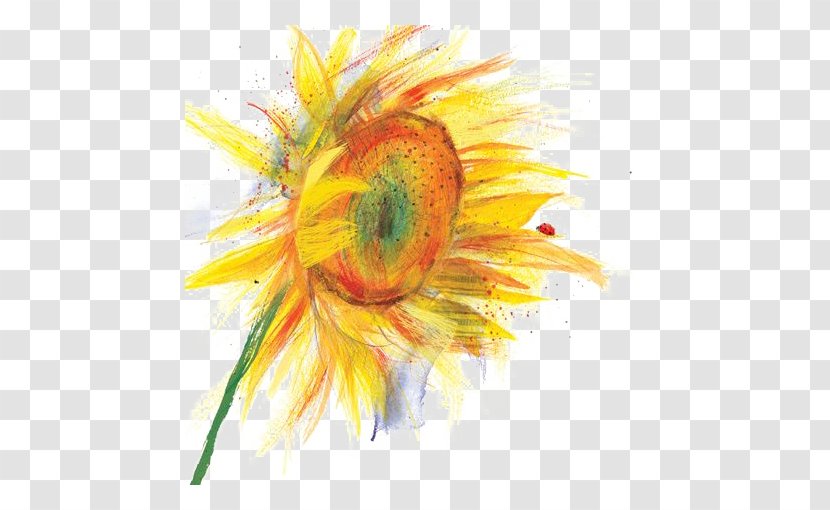 Common Sunflower Watercolor Painting Illustration - Seed - Hand Painted Transparent PNG