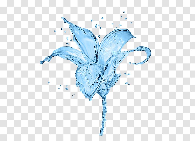 Lilium Blue Drop Flower - Butterfly - Ice Lily Transparent PNG
