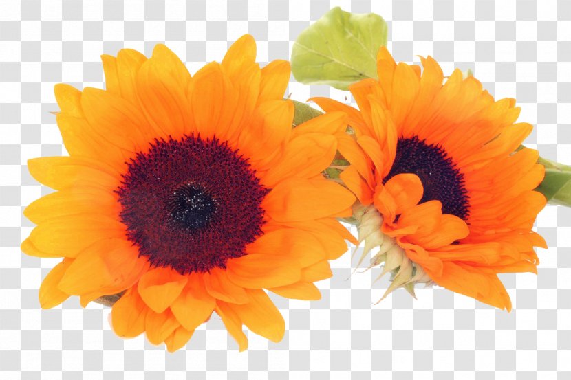Common Sunflower Petal Cut Flowers - Gerbera Transparent PNG
