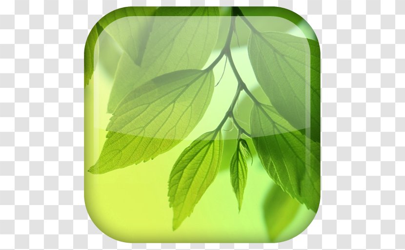 Samsung Galaxy S4 Desktop Wallpaper Android - Highdefinition Television - Floating Leaves Transparent PNG