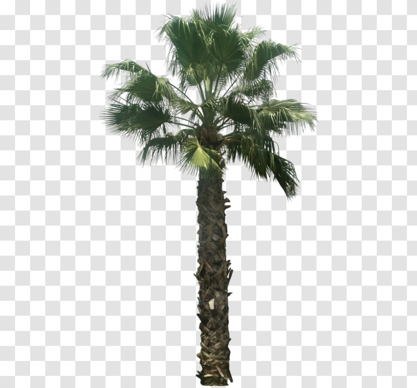 Asian Palmyra Palm Arecaceae Washingtonia Filifera Tree Attalea Speciosa - Coconut Transparent PNG