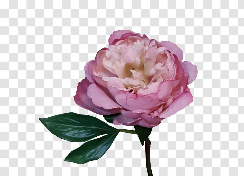 Peony Garden Roses Centifolia Cut Flowers Floribunda - Rose - Subshrubby Flower Transparent PNG