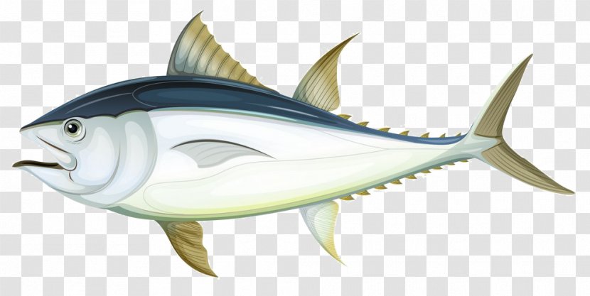 Tuna Fish Anatomy Illustration - Creative Gray Transparent PNG