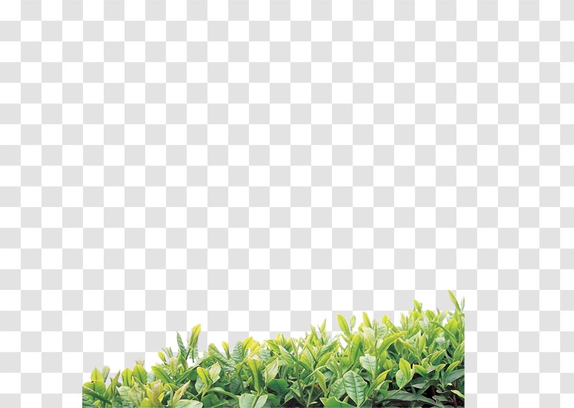 Green Tea Oolong Organic Food White - Teapot - Leaves Transparent PNG