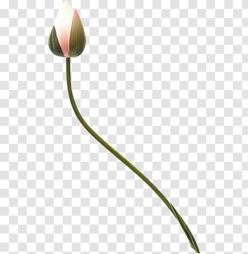 Nelumbo Nucifera Flower Bud - Lotus Transparent PNG