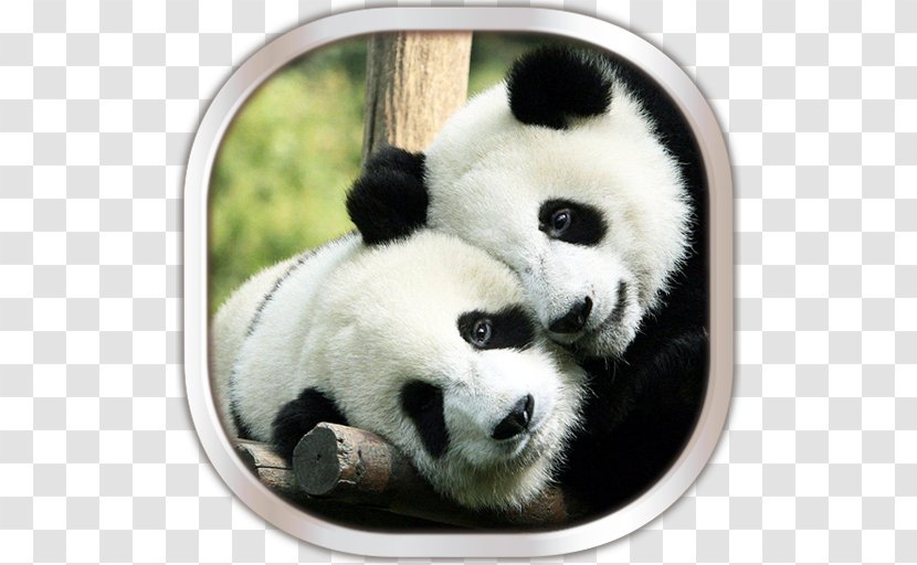 Chengdu Research Base Of Giant Panda Breeding Bear The Cute - Carnivoran Transparent PNG