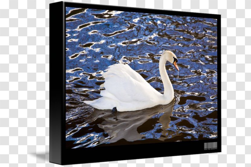 Cygnini Picture Frames Water Feather - Waterfowl - Mute Swan Transparent PNG