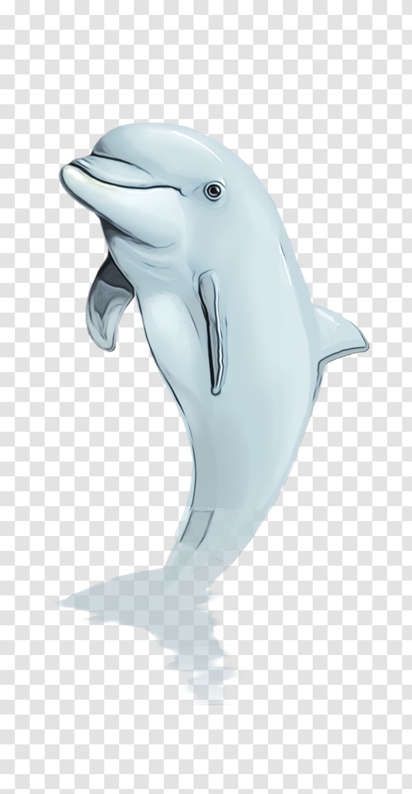 Common Bottlenose Dolphin Short-beaked Tucuxi - Fin Transparent PNG