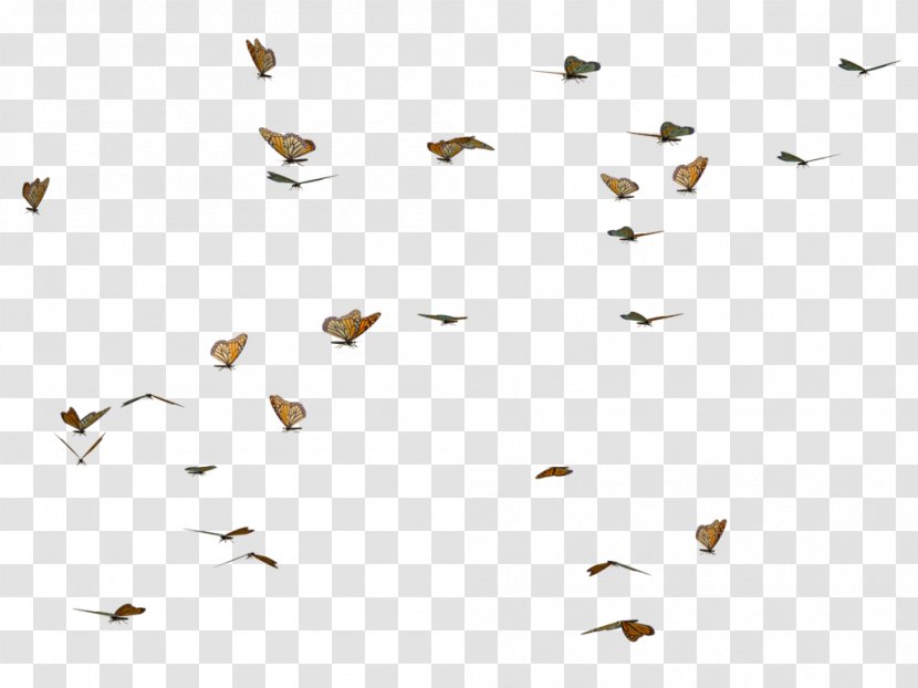 Butterfly DeviantArt - Artist - Butterflies Swarm Image Transparent PNG