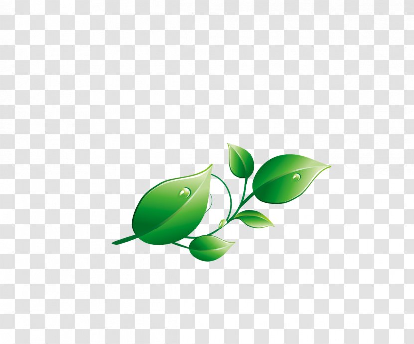 Wallpaper - Branch - Green Leaves Transparent PNG