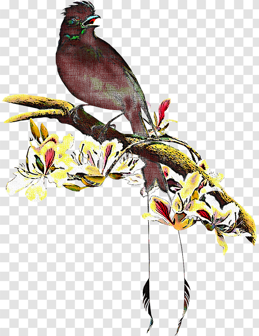 Bird Beak Plant Coraciiformes Bulbul Transparent PNG