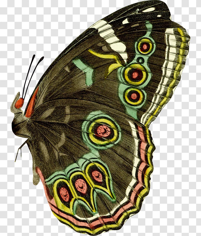 Butterfly Drawing Vintage Clothing - Moth - Specimens Transparent PNG