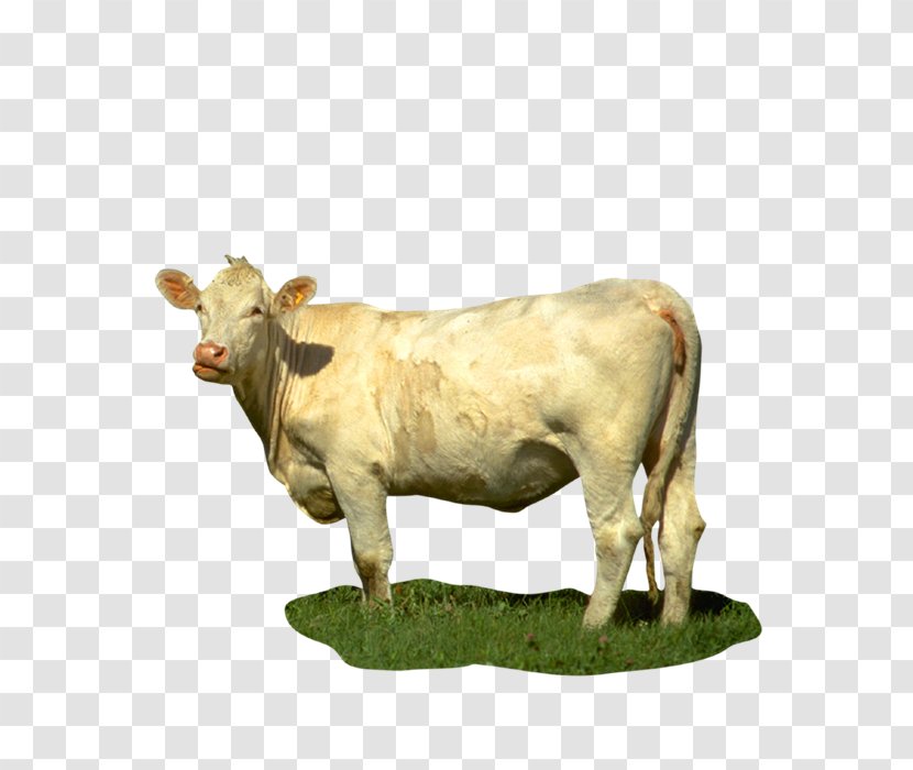 Dairy Cattle Calf Texas Longhorn Angus Baka - Cow Transparent PNG
